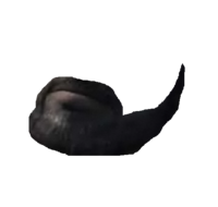 Dom's Beard