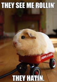 They see me rollin'