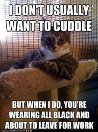 The Most Interesting Cat in the World