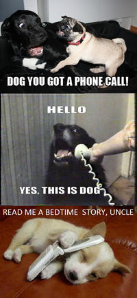 Yes, This is Dog
