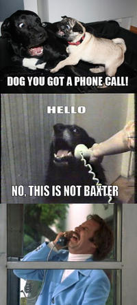Yes, This is Dog