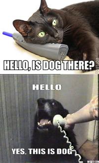 Yes, This is Dog
