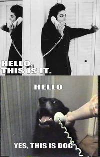 Yes, This is Dog