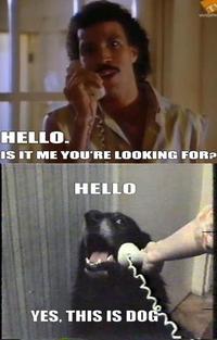 Yes, This is Dog