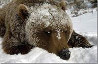 I Fucking Love Cocaine / Cocaine Bear