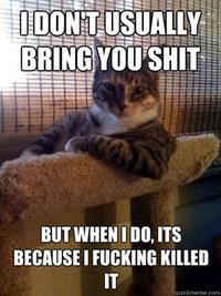 The Most Interesting Cat in the World