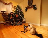 Cats