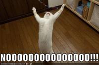 LOLcats