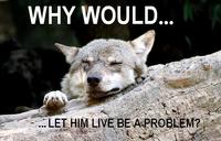 Ignorant to Adversity wolf