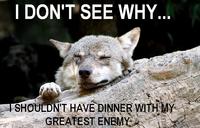 Ignorant to Adversity wolf