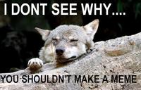 Ignorant to Adversity wolf