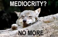 Ignorant to Adversity wolf