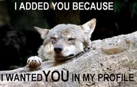 Ignorant to Adversity wolf