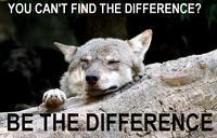 Ignorant to Adversity wolf