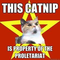 Lenin Cat