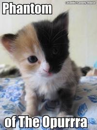 LOLcats