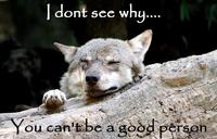 Ignorant to Adversity wolf