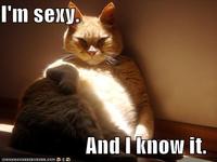 I'm Sexy And I Know It