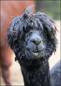 Baidu 10 Mythical Creatures (Grass Mud Horse)