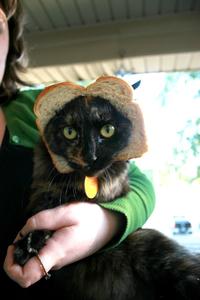 Cat Breading