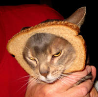 Cat Breading