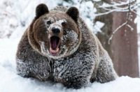 I Fucking Love Cocaine / Cocaine Bear