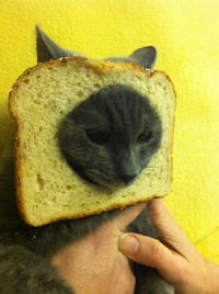 Cat Breading