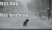 Fry's Dog