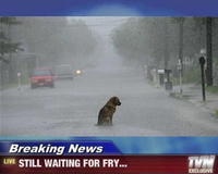 Fry's Dog