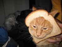 Cat Breading