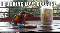 I Fucking Love Cocaine / Cocaine Bear