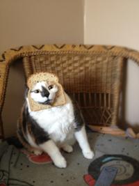 Cat Breading