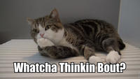 Whatcha Thinkin Bout?