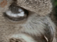O RLY?