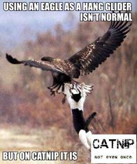 X Isn't Normal, But on Meth It Is