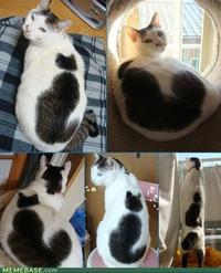 Catception