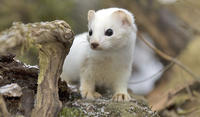 Cute Animals