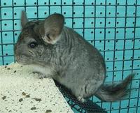 Cute Animals