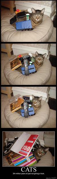 Cats