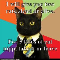 Business Cat