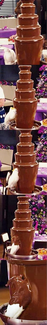 Chocolate Bird
