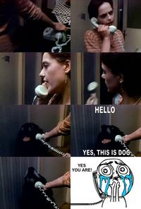 Yes, This is Dog