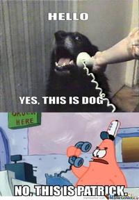 Yes, This is Dog