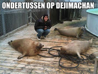 Dejimachan