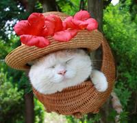 Shironeko / Basket Cat