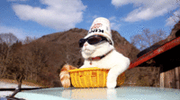 Shironeko / Basket Cat