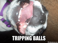Tripping Balls