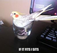 If It Fits I Sits