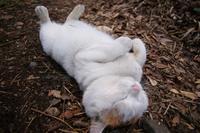 Shironeko / Basket Cat