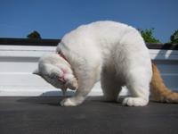 Shironeko / Basket Cat